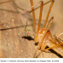 Phylidorea (Phylidorea) ferruginea : body part(s) - head and thorax