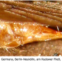 Phylidorea (Phylidorea) ferruginea : ovipositor