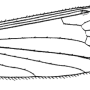 Phylidorea (Phylidorea) ferruginea : wing