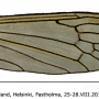 Phylidorea (Phylidorea) ferruginea : wing