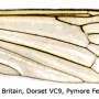 Phylidorea (Phylidorea) ferruginea : wing