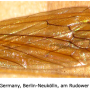 Phylidorea (Phylidorea) ferruginea : wing