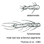 Phylidorea (Paraphylidorea) fulvonervosa : body part(s) - antenna Phylidorea (Paraphylidorea) fulvonervosa : body part(s) - antenna
