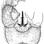 Phylidorea (Paraphylidorea) fulvonervosa : hypopygium
