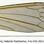 Phylidorea (Paraphylidorea) fulvonervosa : wing