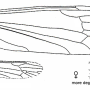 Phylidorea (Phylidorea) heterogyna : wing