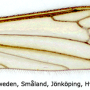 Phylidorea (Phylidorea) heterogyna : wing