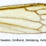 Phylidorea (Phylidorea) heterogyna : wing