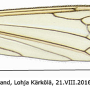 Phylidorea (Phylidorea) heterogyna : wing