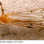 Phylidorea (Phylidorea) longicornis longicornis: habitus - female