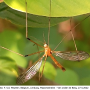 Phylidorea (Phylidorea) longicornis longicornis: habitus - male