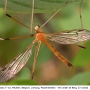 Phylidorea (Phylidorea) longicornis longicornis: habitus - male