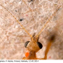 Phylidorea (Phylidorea) longicornis longicornis: body part(s) - head and antenna