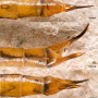 Phylidorea (Phylidorea) longicornis longicornis: ovipositor