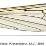 Phylidorea (Phylidorea) longicornis longicornis: wing