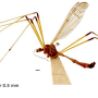 Phylidorea (Phylidorea) longicornis pietatis: habitus - male