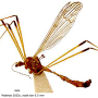 Phylidorea (Phylidorea) longicornis pietatis: habitus - male