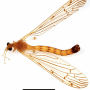 Phylidorea (Phylidorea) longicornis pietatis: habitus - male