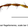 Phylidorea (Phylidorea) longicornis pietatis: body part(s) - antenna