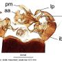 Phylidorea (Phylidorea) longicornis pietatis: hypopygium