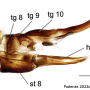Phylidorea (Phylidorea) longicornis pietatis: ovipositor