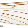 Phylidorea (Phylidorea) longicornis pietatis: wing