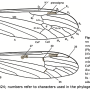 Phylidorea (Phylidorea) longicornis pietatis: wing