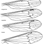 Phylidorea (Phylidorea) squalens : wing