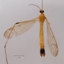 Phylidorea (Phylidorea) umbrarum : habitus - male