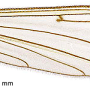 Phylidorea (Phylidorea) umbrarum : wing