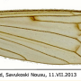 Phylidorea (Phylidorea) umbrarum : wing