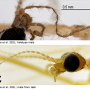 Phyllolabis savtshenkoi : body part(s) - head and antenna