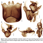 Phyllolabis savtshenkoi : hypopygium