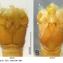 Phyllolabis savtshenkoi : hypopygium