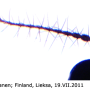 Pilaria discicollis : body part(s) - antenna