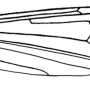 Pilaria discicollis : wing
