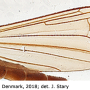 Pilaria discicollis : wing