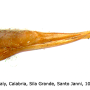 Pilaria fuscipennis : ovipositor