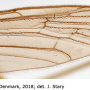 Pilaria fuscipennis : wing
