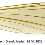 Pilaria fuscipennis : wing