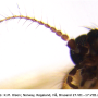 Pilaria meridiana : body part(s) - antenna