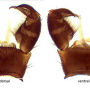 Pilaria morogoroensis : hypopygium