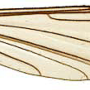 Pilaria morogoroensis : wing