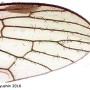 Pilaria morogoroensis : wing