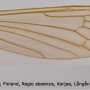 Pilaria nigropunctata : wing