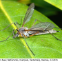 Prionocera pubescens : habitus - female