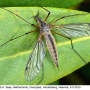 Prionocera pubescens : habitus - female