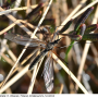 Prionocera pubescens : habitus - male