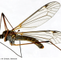Prionocera pubescens : habitus - male