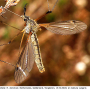 Prionocera pubescens : habitus - male